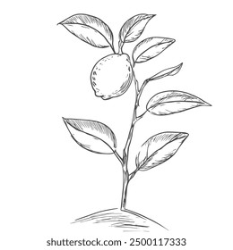 Lemon on Bush, Hand-Drawn Vector, Graphic Style, Cartoon Illustration, Black and White, Sketch Style, Isolated on White Background