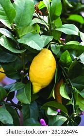 lemon on the tree - vector realistic image