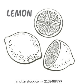 Lemon on a white background. Template for design works. Vector illustration in the style of engraving.