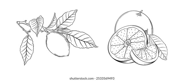 Lemon and Orange Sketch Vector Line Drawing of Citrus Fruits and Food Design, organic packaging and healthy food branding vector illustration