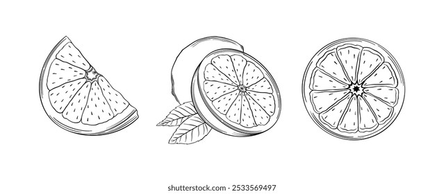 Lemon and Orange Sketch Vector Line Drawing of Citrus Fruits and Food Design, organic packaging and healthy food branding vector illustration