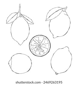 Lemon outline hand drawn vector illustration on white backgroung