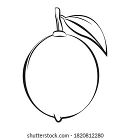 Lemon in outline vector illustration. 
Elements for coloring pages. Colouring book pages. No background. Doodle vector 