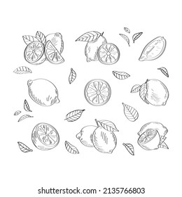 Lemon pattern. Vector illustration isolated on white background.	