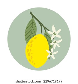 Lemon plant flowers and leaves. Blossoming lemon