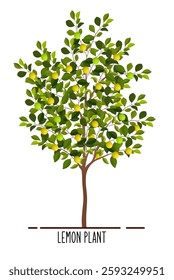 Lemon Plant Illustration, Lemon Plant Vector Design