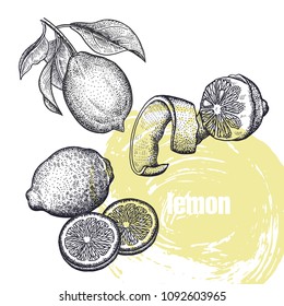 Limón. Ilustración vectorial realista de cítricos aislados en fondo blanco. Dibujo manual. Diseño para productos naturales de belleza y salud. Grabado en blanco y negro vintado