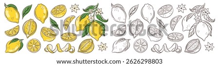 lemon set for coloring book in line art style. Collection of citrus icon, whole and slice isolated on a white background. For web, print, product design, logo, package, cafe menu.