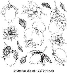 Lemon set graphic black citrus yellow summer leaves sour sea fruit food healthy natural juicy orange raw antioxidant symbol beauty print poster card postcard fresh diet beautiful hand drawn element