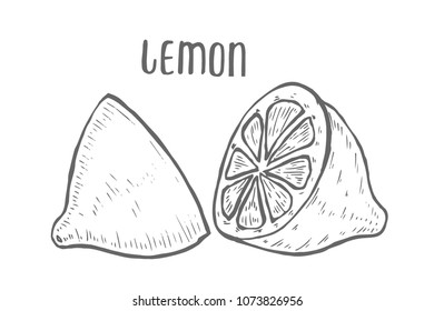 Lemon set Hand drawn. Isolated on white background. vector illustration. Retro engraving style.