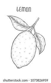 Lemon set Hand drawn. Isolated on white background. vector illustration. Retro engraving style.