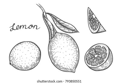 Lemon set Hand drawn. Isolated on white background. vector illustration. Retro engraving style.