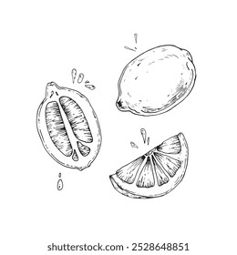 Lemon set of hand drawn vector illustrations. Illustrations of a slice, half and whole lemon. Elements for food and drink label design