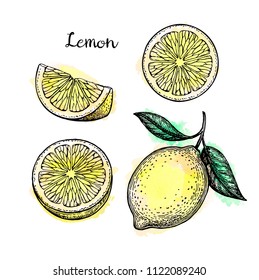 Lemon set. Ink sketch on watercolor background. Isolated on white. Hand drawn vector illustration. Retro style.