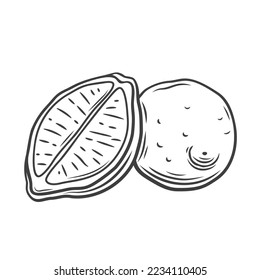 Lemon set line icon vector illustration. Hand drawn outline whole and half of fresh citrus fruit with seeds and peel, chopped lemon or lime sections, food ingredient for lemonade, citric detox juice