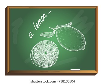 Lemon set on chalkboard. Hand drawn vector illustration.