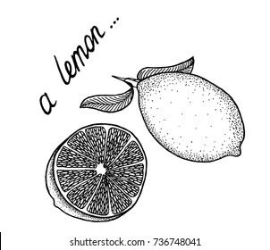 Lemon set on white background. Hand drawn vector illustration.