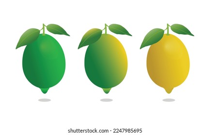 Diseño vectorial de limón en colores verdes y amarillos. icono 3D de fruta fresca de limón.