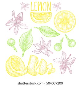 Lemon set. Vector hand drawn graphic illustration