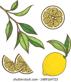 Lemon set. Vector illustration. Graphics.