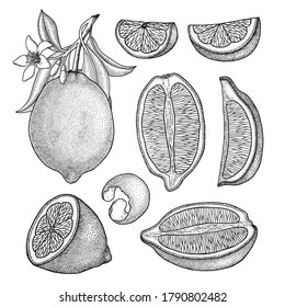 Lemon. Set with whole, cut fruit and zest. Branchs, leaves. Flowers and leaves. Hand drawn vector illustration isolated on white. Retro, engraved vintage style.