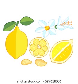 Lemon set. Whole fruit, half, cut, leaves, and flowers, seeds. Color elements in flat style isolated on a white background.
