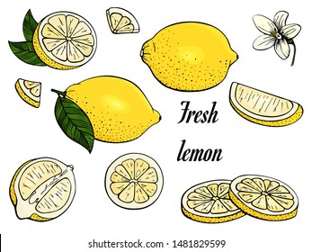 Lemon. Set yellow citrus. Fresh fruits. Whole lemon, slice, cut pieces, flower, plant leaves. Vector. Drawn freehand. Stylized linear illustration. Isolated on white background. Color.