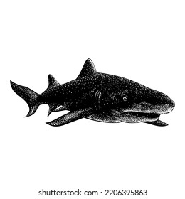 Lemon Shark hand drawing vector illustration isolated on white background