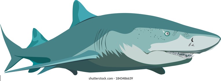 Lemon shark vector - Illustration lemon shark