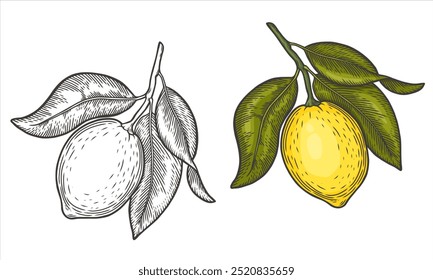 Lemon sketch drawings. Quince engraving. Vector illustration isolated. A painted copy of the sketch. Line drawing