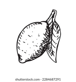 Lemon sketch. Graphic illustration, hatched drawing. Isolated on white background.