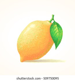 Lemon, Sketch hand drawn