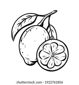 Lemon sketch icon. Whole citrus fruit with leaves, slice. Black linear clipart. Botanic print, poster, element for farm product packaging. Graphic isolated vector illustration, white background