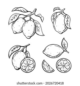 Lemon sketch set. Single citrus with leaf, on branch, cut, slice. Black linear clipart, element for farm product packaging. Graphic isolated vector illustration, white background