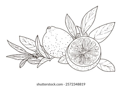 Lemon in the sketch style. Vintage lime and lemon fruits, flowers, leaves and twigs.