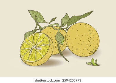 Lemon in the sketch style. Vintage lime and lemon fruits, flowers, leaves and twigs.