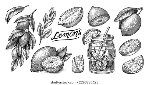 Lemon sketch. Tropical lime fruit and branches. Sliced pieces, half and leaf. Citrus in Retro ink style. Hand drawn vector illustration for market, menu, label tea, juice. Organic product.