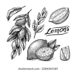 Lemon sketch. Tropical lime fruit and branches. Sliced pieces, half and leaf. Citrus in Retro ink style. Hand drawn vector illustration for market, menu, label tea, juice. Organic product.