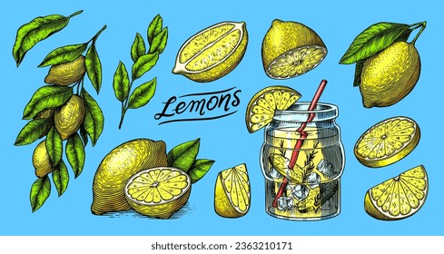 Lemon sketch. Tropical lime fruit and branches. Sliced pieces, half and leaf. Citrus in Retro ink style. Hand drawn vector illustration for market, menu, label tea, juice. Organic product.