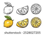 Lemon sketching kit, etching and black and white line. Color. Fruit vector isolated on white background