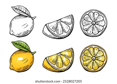 Lemon sketching kit, etching and black and white line. Color. Fruit vector isolated on white background