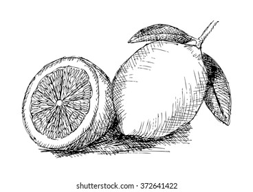 Lemon. Sketchy style.