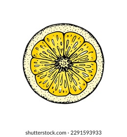 Lemon slice. Colorful hand drawn vector illustration in sketch style isolated on white background. Citrus juicy yellow fruit