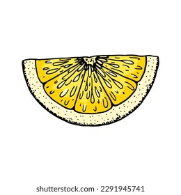 Lemon slice. Colorful hand drawn vector illustration in sketch style isolated on white background. Citrus juicy yellow fruit