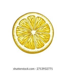 Lemon slice. Hand drawn illustration. Detailed vintage engraving style.
