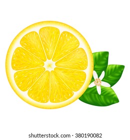 Lemon slice with leaves isolated on white background. Vector illustration for decorative poster, emblem natural product, farmers market. Perfect for packaging design of cosmetics and food.