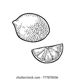 Lemon slice and whole. Isolated on white background. Vector black vintage engraving illustration. Hand drawn design element for label and poster