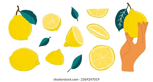 Lemon slices. Fresh citrus, half sliced lemons and chopped lemon in hand. Cut lemons fruit slice and zest for lemonade juice or vitamin c logo. Isolated flat vector illustration icons set