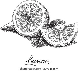 Lemon slices. Sketchy hand-drawn vector illustration.