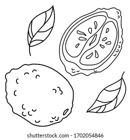Lemon sticker set on white isolated backdrop. Outline citrus fruit for color book, healthy food shop logo, bath tile, juice pack. Phone case or cloth print art. Drawn style stock vector illustration